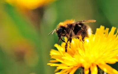 The Unsung Heroes of Our Ecosystems