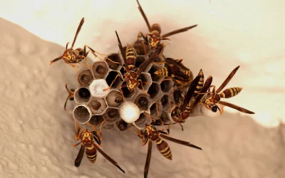 Wasps in Our Ecosystem: Why They Matter and How to Keep Them Away Safely